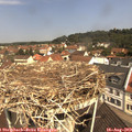 11_05-nest.jpg