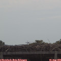 11_10-mast.jpg