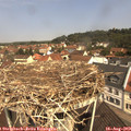 11_10-nest.jpg