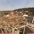 11_15-nest.jpg