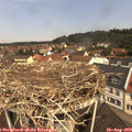 11_20-nest.jpg