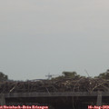 11_25-mast.jpg