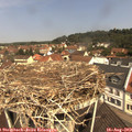 11_25-nest.jpg