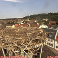 11_35-nest.jpg