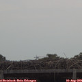 11_40-mast.jpg