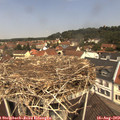 11_45-nest.jpg