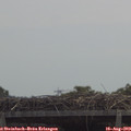11_55-mast.jpg