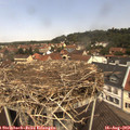 12_00-nest.jpg