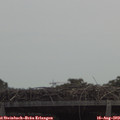 12_10-mast.jpg