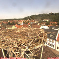 12_15-nest.jpg