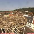 12_20-nest.jpg