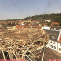 12_30-nest.jpg