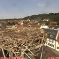 12_35-nest.jpg