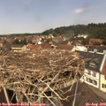 12_40-nest.jpg