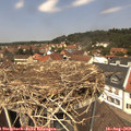 12_50-nest.jpg