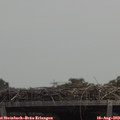 12_55-mast.jpg