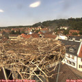 12_55-nest.jpg