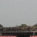 13_00-mast.jpg