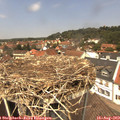 13_00-nest.jpg