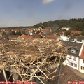 13_20-nest.jpg