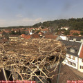 13_40-nest.jpg