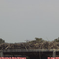 13_50-mast.jpg
