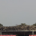 13_55-mast.jpg