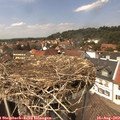 14_00-nest.jpg