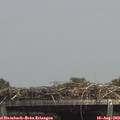 14_05-mast.jpg