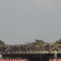 14_50-mast.jpg