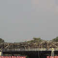 15_15-mast.jpg
