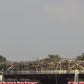 15_20-mast.jpg