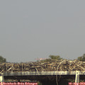 15_45-mast.jpg