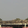 16_10-mast.jpg