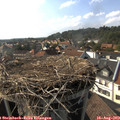 17_00-nest.jpg