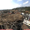 17_05-nest.jpg