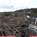 17_30-nest.jpg