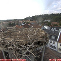 17_50-nest.jpg