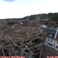 18_00-nest.jpg