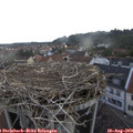 18_05-nest.jpg