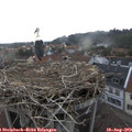 18_25-nest.jpg