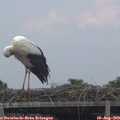18_30-mast.jpg