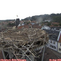 18_30-nest.jpg