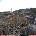18_35-nest.jpg