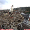 18_45-nest.jpg
