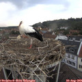 18_50-nest.jpg