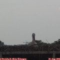 18_55-mast.jpg