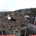 18_55-nest.jpg