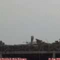 19_00-mast.jpg