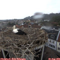 19_00-nest.jpg
